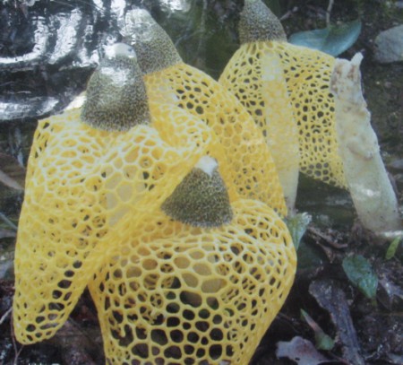 「ウスキキヌガサタケ」