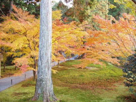 京都、大原の三千院の境内１.　時間差における自然光の違い