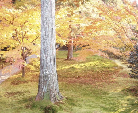 京都、大原の三千院の境内2.　時間差における自然光の違い