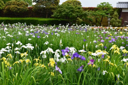 佐賀の菖蒲園