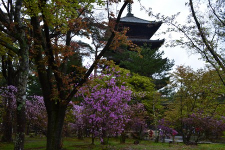 京都仁和寺の五重の塔